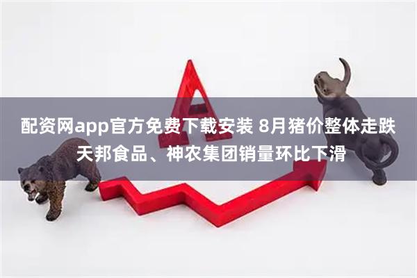 配资网app官方免费下载安装 8月猪价整体走跌 天邦食品、神农集团销量环比下滑